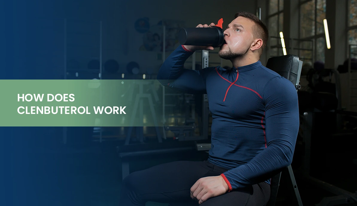 Clenbuterol mechanism explained