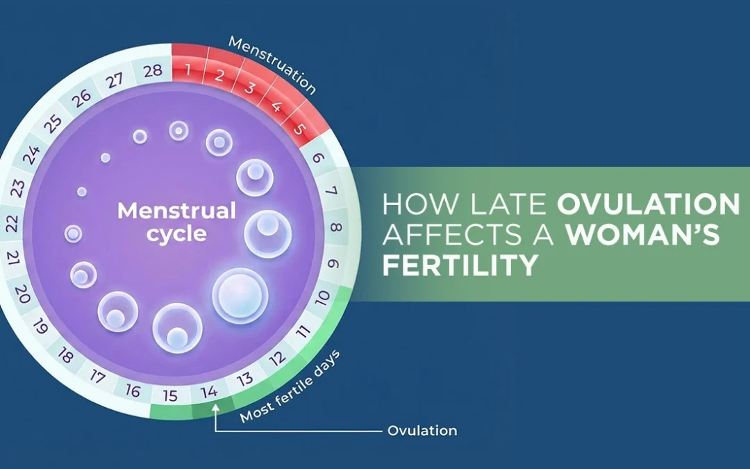 How Late Ovulation Affects A Woman’s Fertility