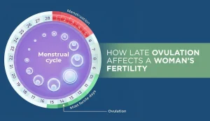 Late ovulation fertility effects guide